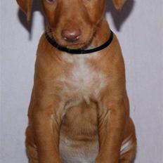 Pharaohound Vaskurs Obelix Qiwison