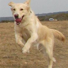 Golden retriever Molly