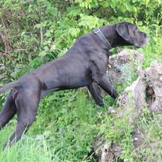 Grand danois Walther