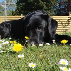 Labrador retriever Charlie