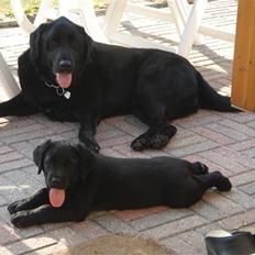 Labrador retriever Charlie