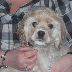 Amerikansk cocker spaniel Sille