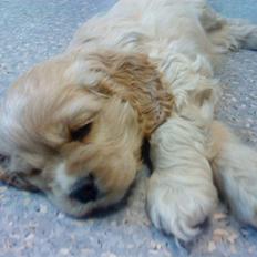 Amerikansk cocker spaniel Sille