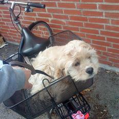 Amerikansk cocker spaniel Sille