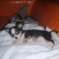 Chihuahua Coco Casanova