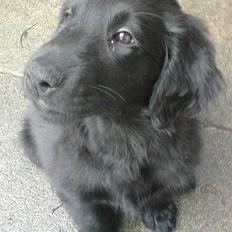 Flat coated retriever Nanna