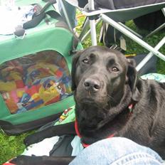 Labrador retriever mille