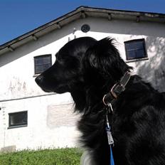 Blanding af racer Kiego