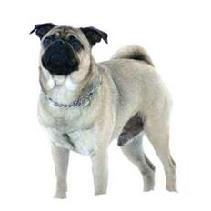 Blanding af racer Mops/Griffon Rocco