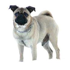 Blanding af racer Mops/Griffon Rocco