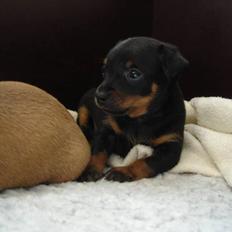 Prazsky krysarik Pepsi