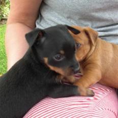 Prazsky krysarik Pepsi