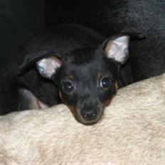 Prazsky krysarik Pepsi