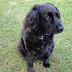 Blanding af racer Lady *Himmelhund*