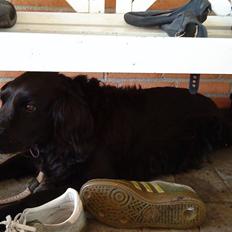 Blanding af racer Lady *Himmelhund*