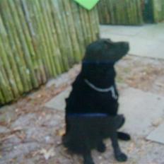 Blanding af racer Lady *Himmelhund*