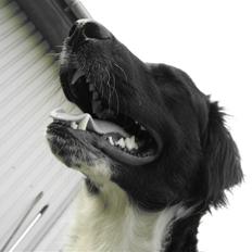 Blanding af racer Junior