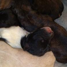 Blanding af racer Junior