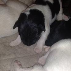 Blanding af racer Junior