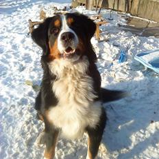 Berner sennenhund Emil