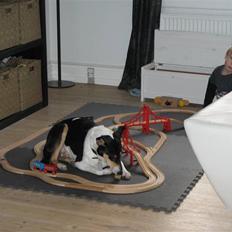 Collie korthåret Buddy