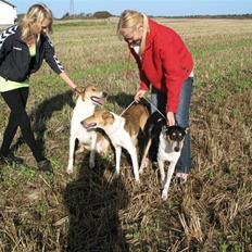 Collie korthåret Buddy