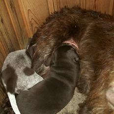 Blanding af racer Bølle - R.I.P<3