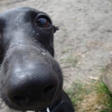 Italiensk mynde Vincenza