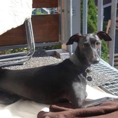 Italiensk mynde Vincenza