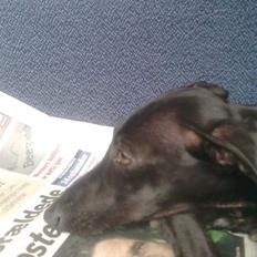 Italiensk mynde Vincenza