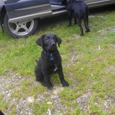 Blanding af racer Leo