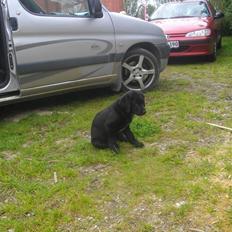 Blanding af racer Leo