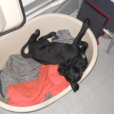 Labrador retriever Thor