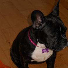 Fransk bulldog Tulle