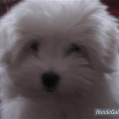 Coton de tulear Mille