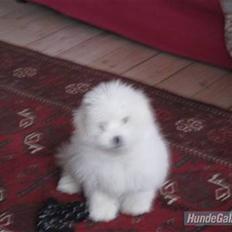 Coton de tulear Mille