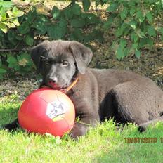 Blanding af racer Bella