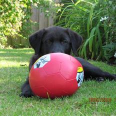 Blanding af racer Bella