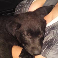 Blanding af racer Bella