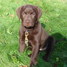 Labrador retriever Zenta