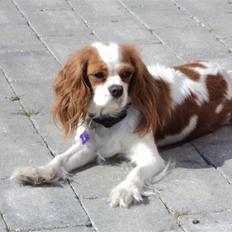 Cavalier king charles spaniel Vilma