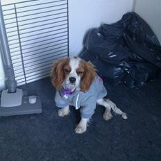 Cavalier king charles spaniel Vilma