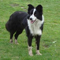 Border collie Fly