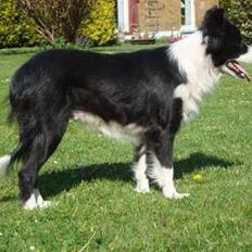 Border collie Fly