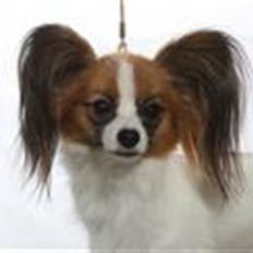 Papillon Emma