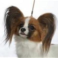 Papillon Emma