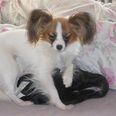 Papillon Emma