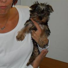 Yorkshire terrier Daisy Stick