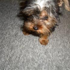 Yorkshire terrier Daisy Stick