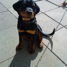 Rottweiler Rocco